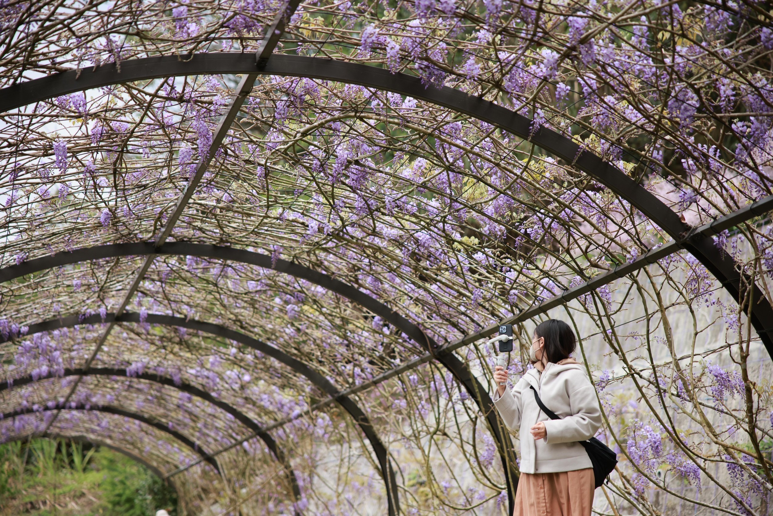 ▲嘉義縣瑞里、瑞峰社區紫藤花持續盛開中，吸引許多網紅、網美前來拍攝取景 。（記者林詩涵翻攝）