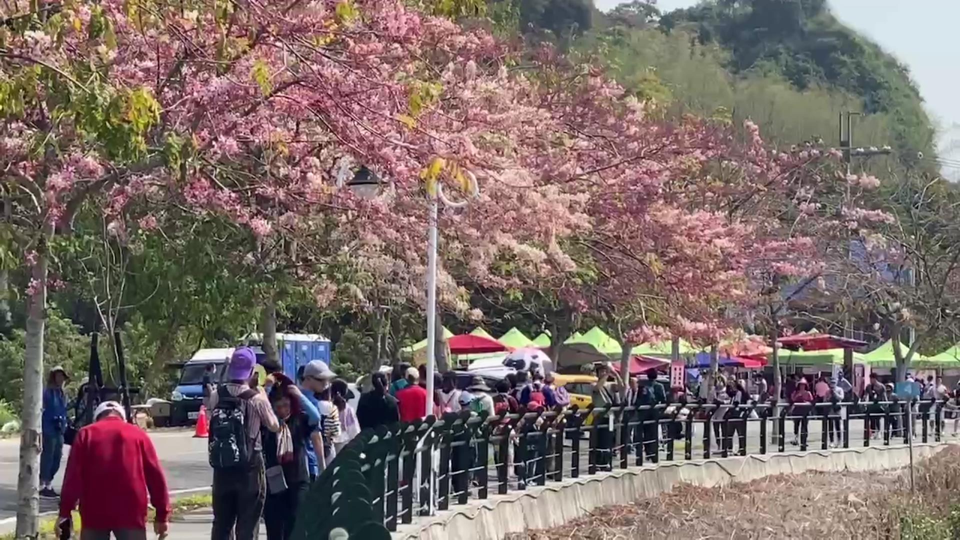 ▲2024鐵道櫻花音樂祭繽紛登場，讓民眾一邊聽音樂一邊賞花，花道緊鄰台鐵集集線，猶如阿里山鐵道櫻花情景，引人盡情徜徉粉色浪漫。（記者張溎壕攝）