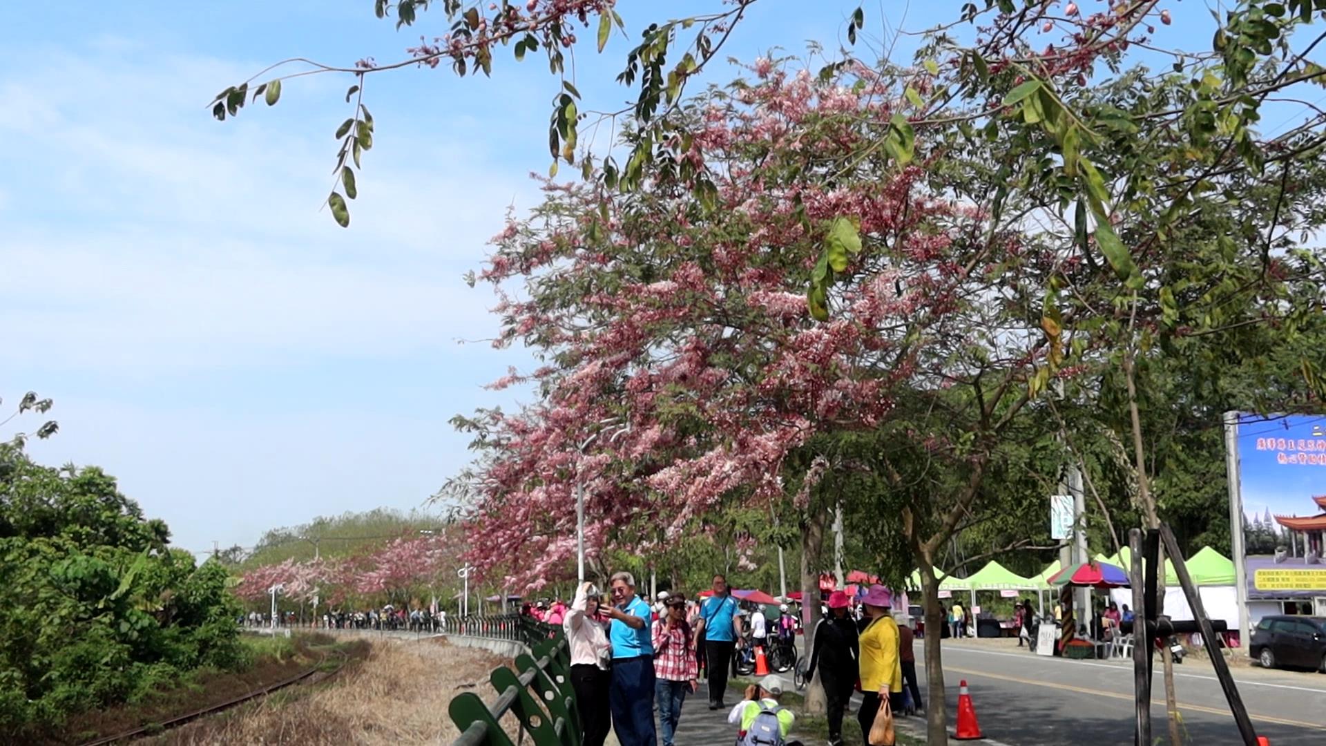 ▲2024鐵道櫻花音樂祭繽紛登場，讓民眾一邊聽音樂一邊賞花，花道緊鄰台鐵集集線，猶如阿里山鐵道櫻花情景，引人盡情徜徉粉色浪漫。（記者張溎壕攝）