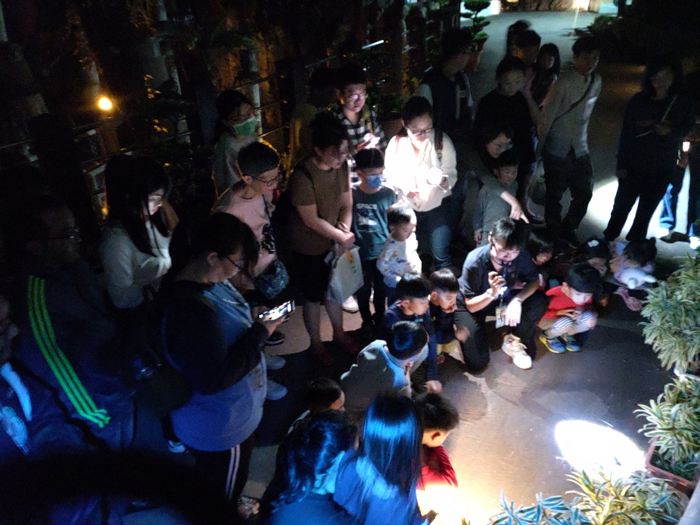 ▲響應世界關燈日，邀夜未眠住客走出戶外觀察海洋公園園內青蛙生態(圖/創新聞記者陳光蘊翻攝)