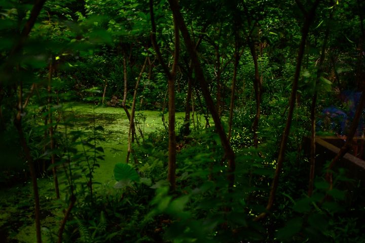 木柵公園螢火蟲亮光閃閃。 圖:台北市政府工務局公園路燈工程管理處/提供