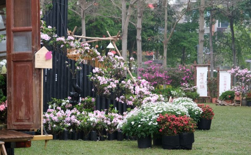 萬金杜鵑在大安森林公園 30日起宜蘭綠博展出