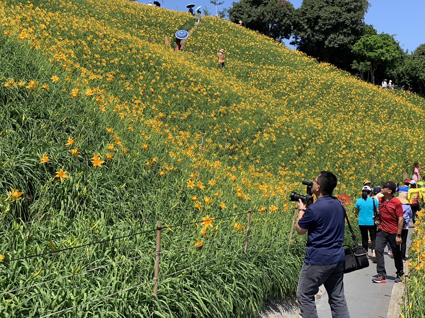 ▲花壇虎山巖成千上萬的金黃色金針花在山丘上綻放，吸引了近萬遊客紛紛前來賞花（資料照 記者張溎壕攝）