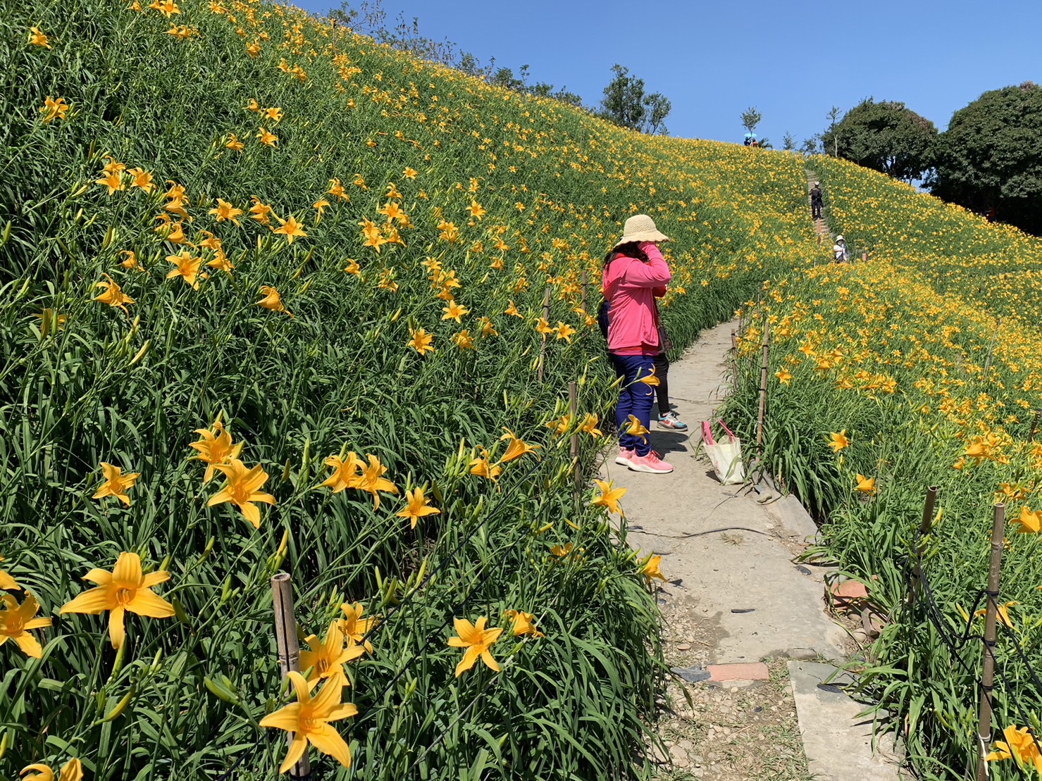 ▲花壇虎山巖成千上萬的金黃色金針花在山丘上綻放，吸引了近萬遊客紛紛前來賞花（資料照 記者張溎壕攝）