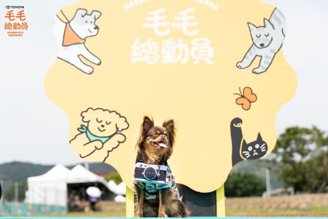 「TOYOTA 毛毛總動員」,在城市裡搭起了一座「毛孩樂園」。.jpg