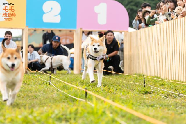 有以速度取勝的「毛起來跑」比賽.jpg