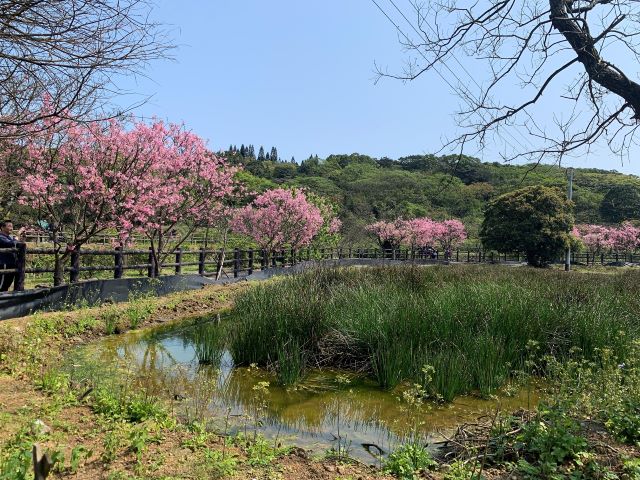 圖6_三生步道櫻花美景.jpg
