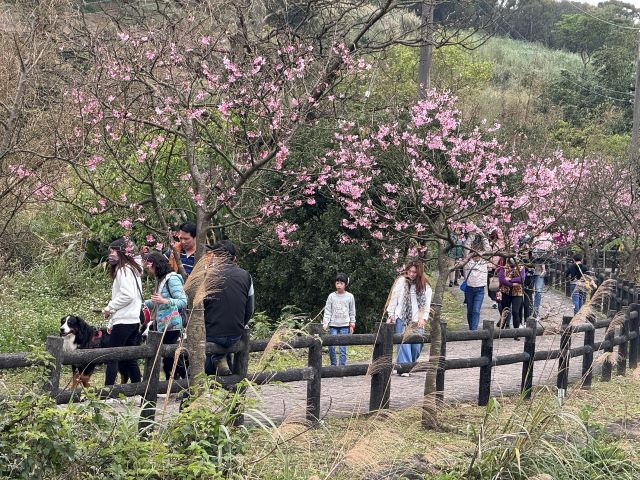 圖7_三生步道櫻花美景.jpg