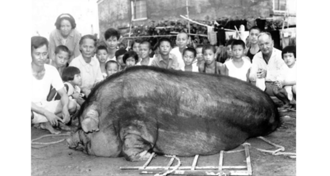 杉林60年前神豬比賽 肥滋滋