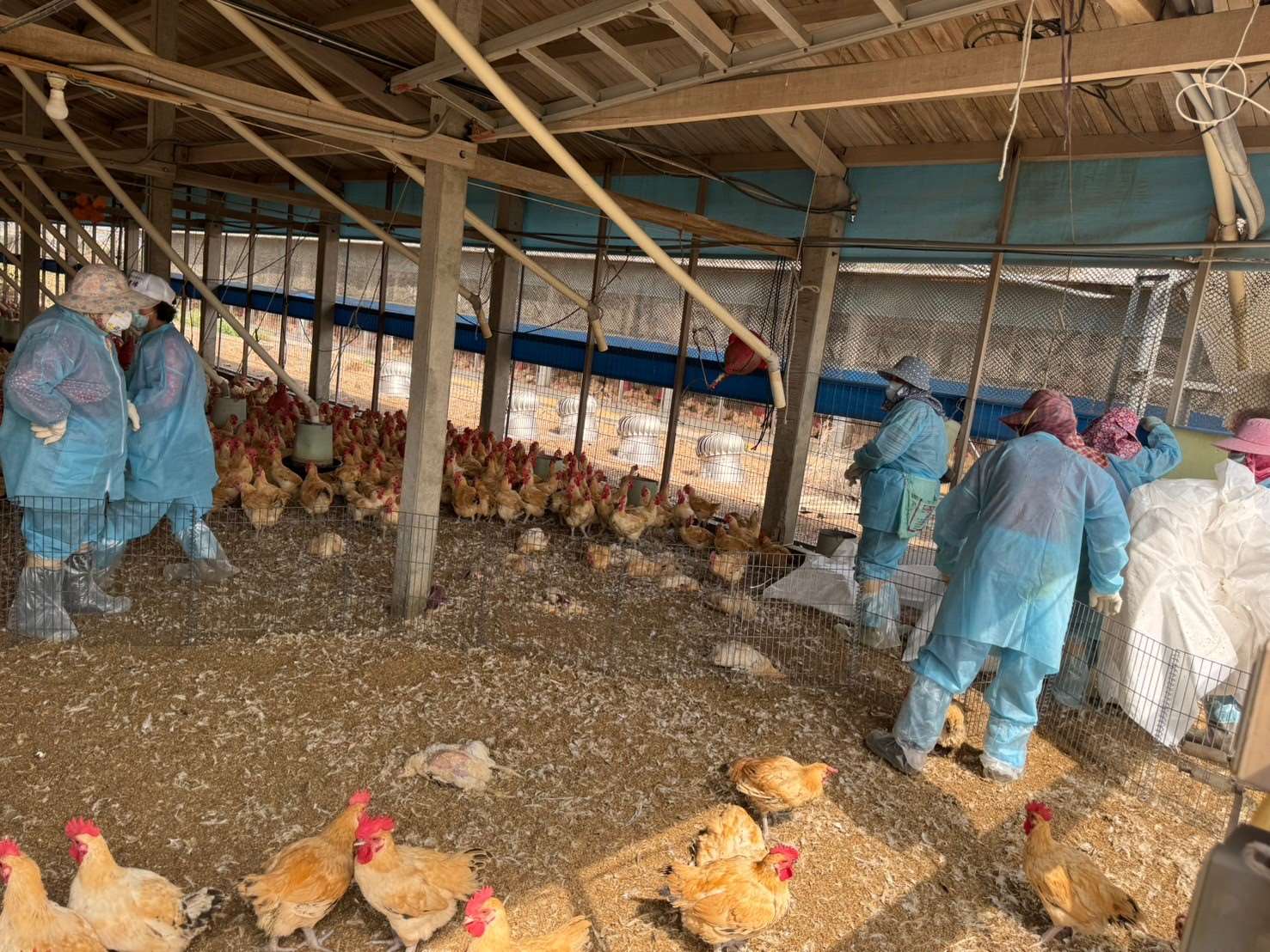 莿桐鄉土雞場爆H5N1禽流感 撲殺23,571隻紅羽土雞