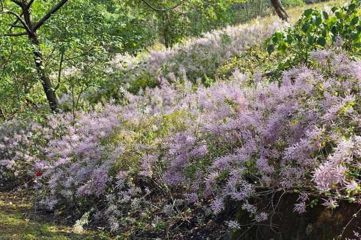 春遊寶來、不老溫泉泡湯賞景 花旗木、麝香木粉嫩綻放