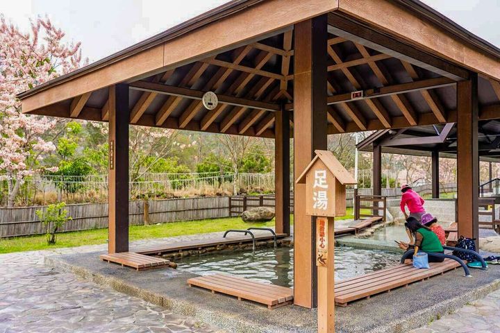 春遊寶來、不老溫泉泡湯賞景 花旗木、麝香木粉嫩綻放
