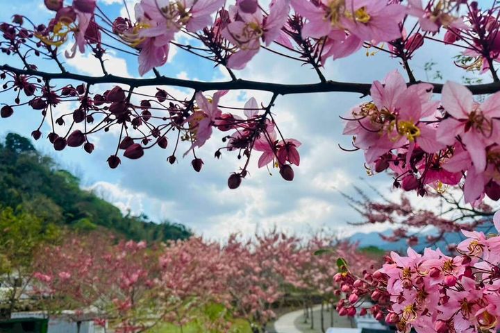 春遊寶來、不老溫泉泡湯賞景 花旗木、麝香木粉嫩綻放