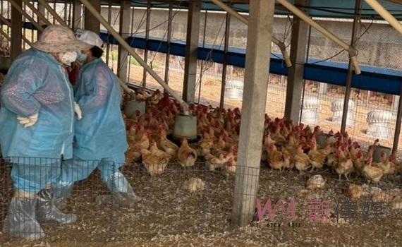 莿桐1土雞場爆發H5N1禽流感 撲殺銷毀23,571隻紅羽土雞