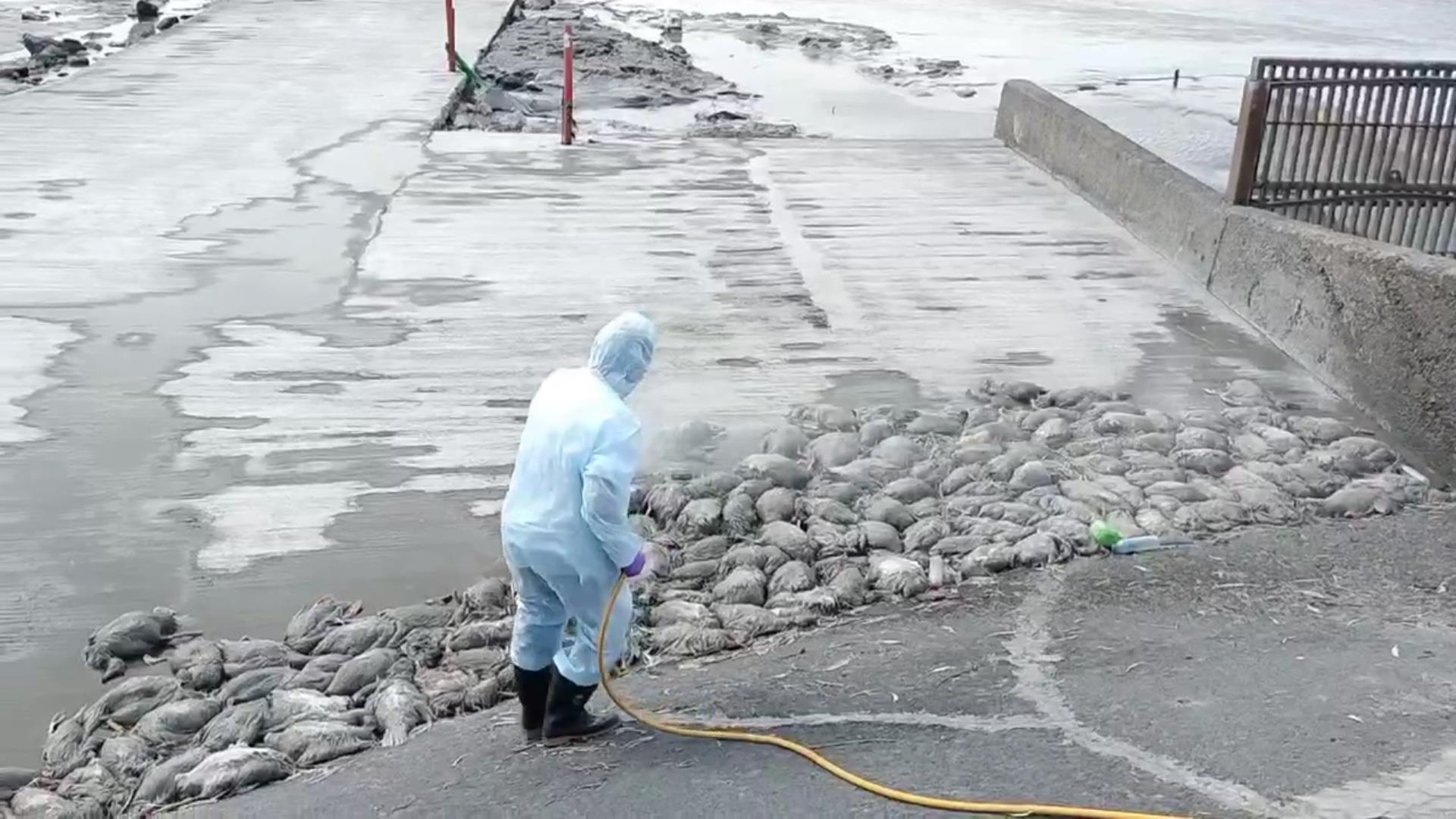 ▲大城鄉沿海出現大量鴨屍，一度引起民眾恐慌，彰化縣政府派員打撈清理及消毒。（彰化縣動防所提供）