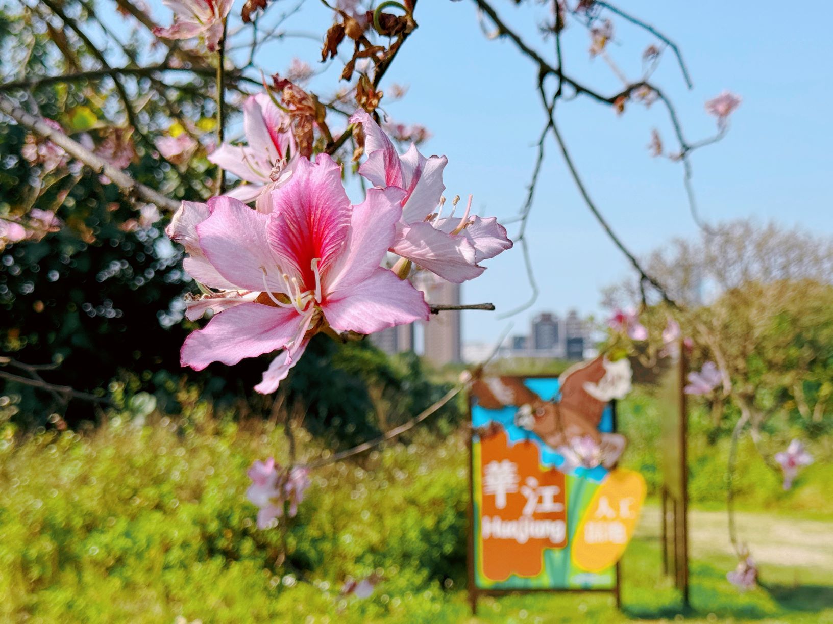 春日百花盛開　新北河濱羊蹄甲、苦楝綻放　繽紛吸睛