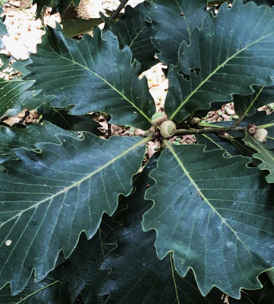 瀕危植物槲櫟,急需保護及復育。(圖/記者黃溎芬翻攝)