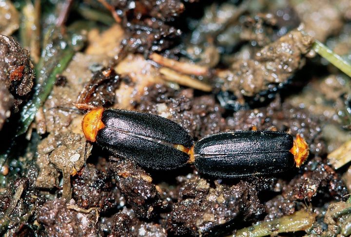 歡「螢」光臨花蓮鯉魚潭 春夜裡閃閃發亮的「療遇」時光