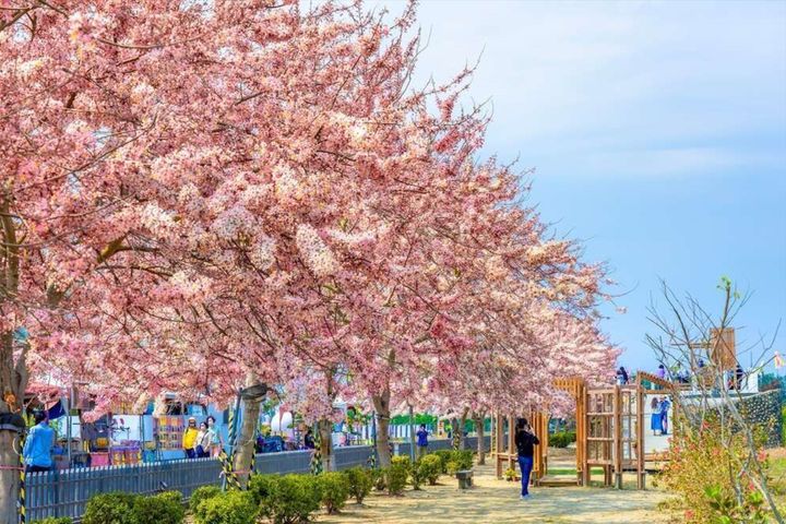 金砂里粉色花旗木盛開。 圖:台南市政府觀光旅遊局/提供