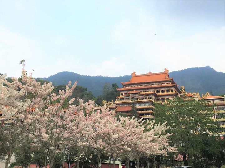 浪漫之旅/台南花旗木盛開 南化蜂蜜黑糖節同步展開