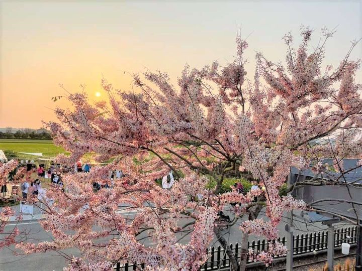 浪漫之旅/台南花旗木盛開 南化蜂蜜黑糖節同步展開