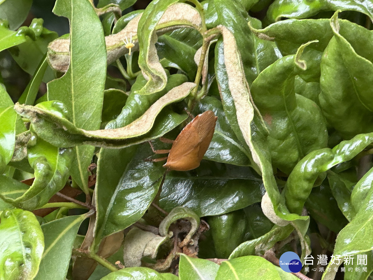 荔枝椿象已出現果樹將受嚴重危害。(記者扶小萍攝)