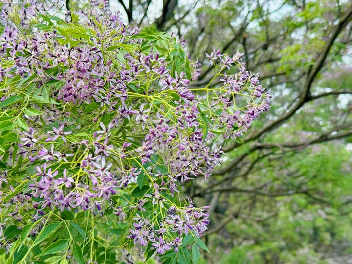 新北河濱羊蹄甲、苦楝接力綻放 春日百花朵朵開