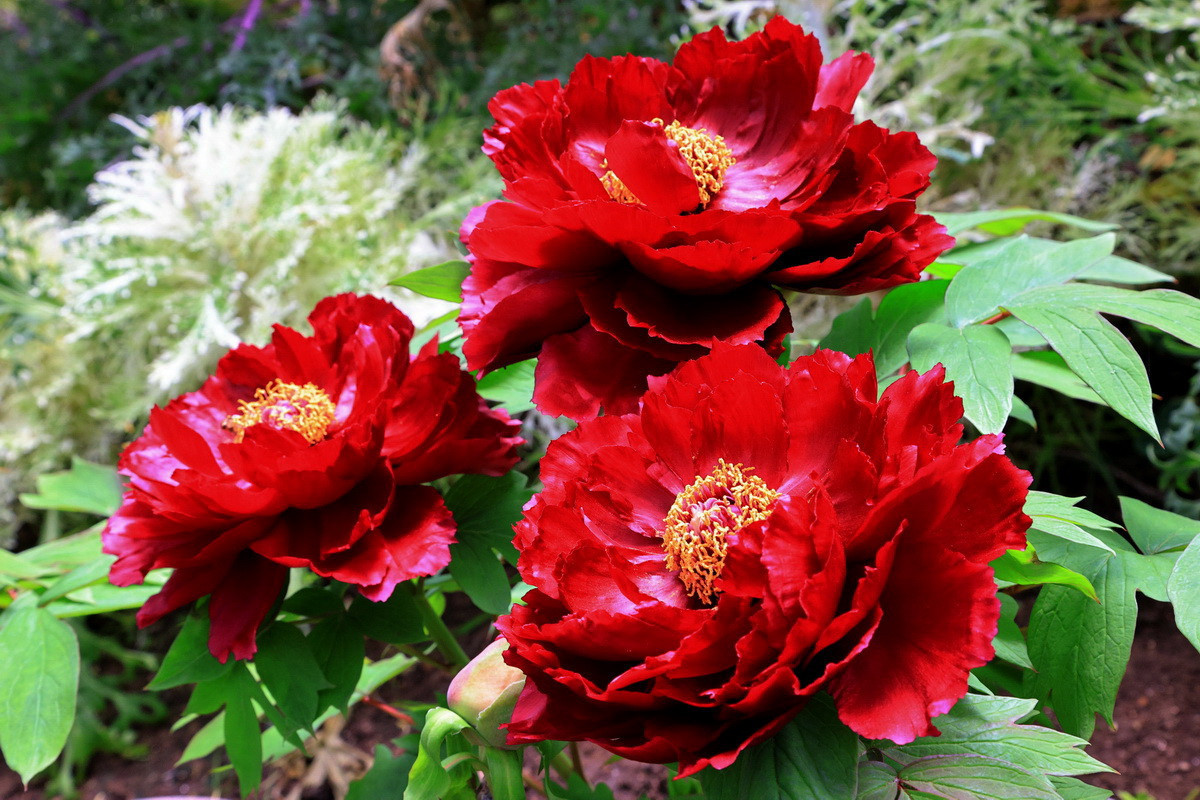 黑烏是大家喜愛拍攝的品系。(杉林溪園區提供)