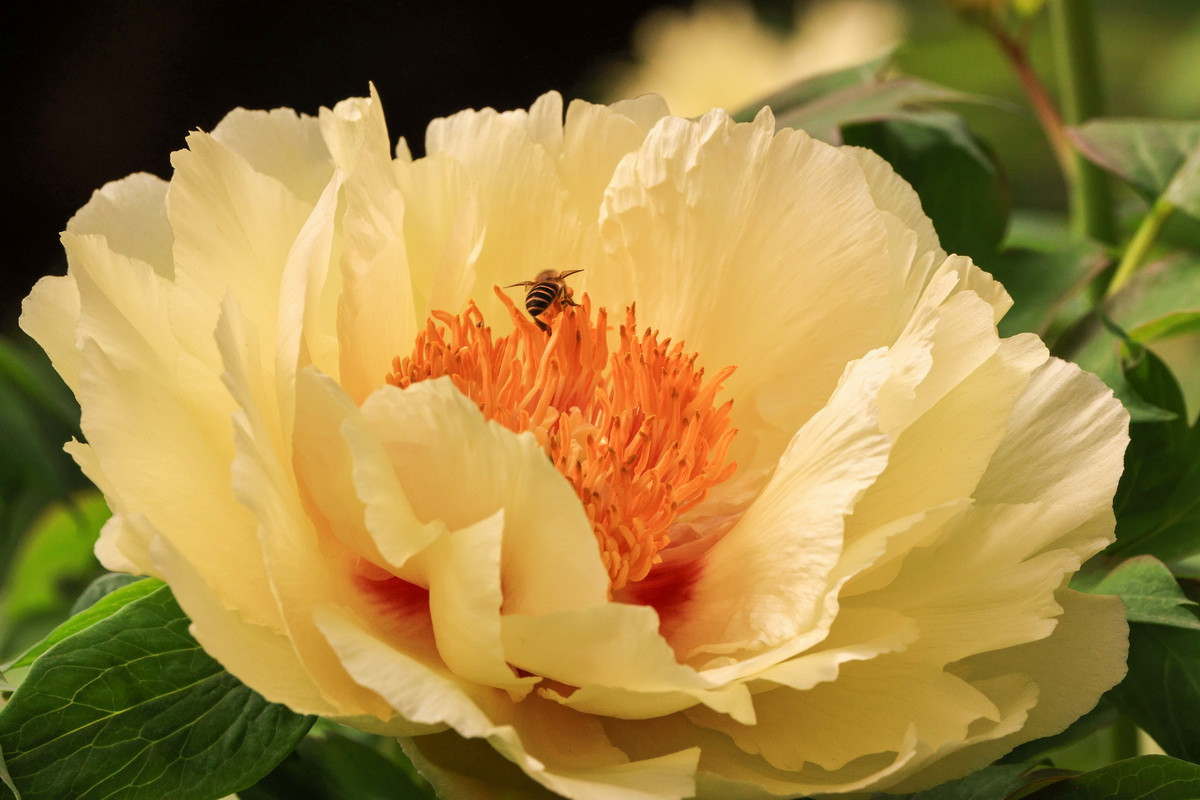 黃冠也是很搶眼的品系。(杉林溪園區提供)