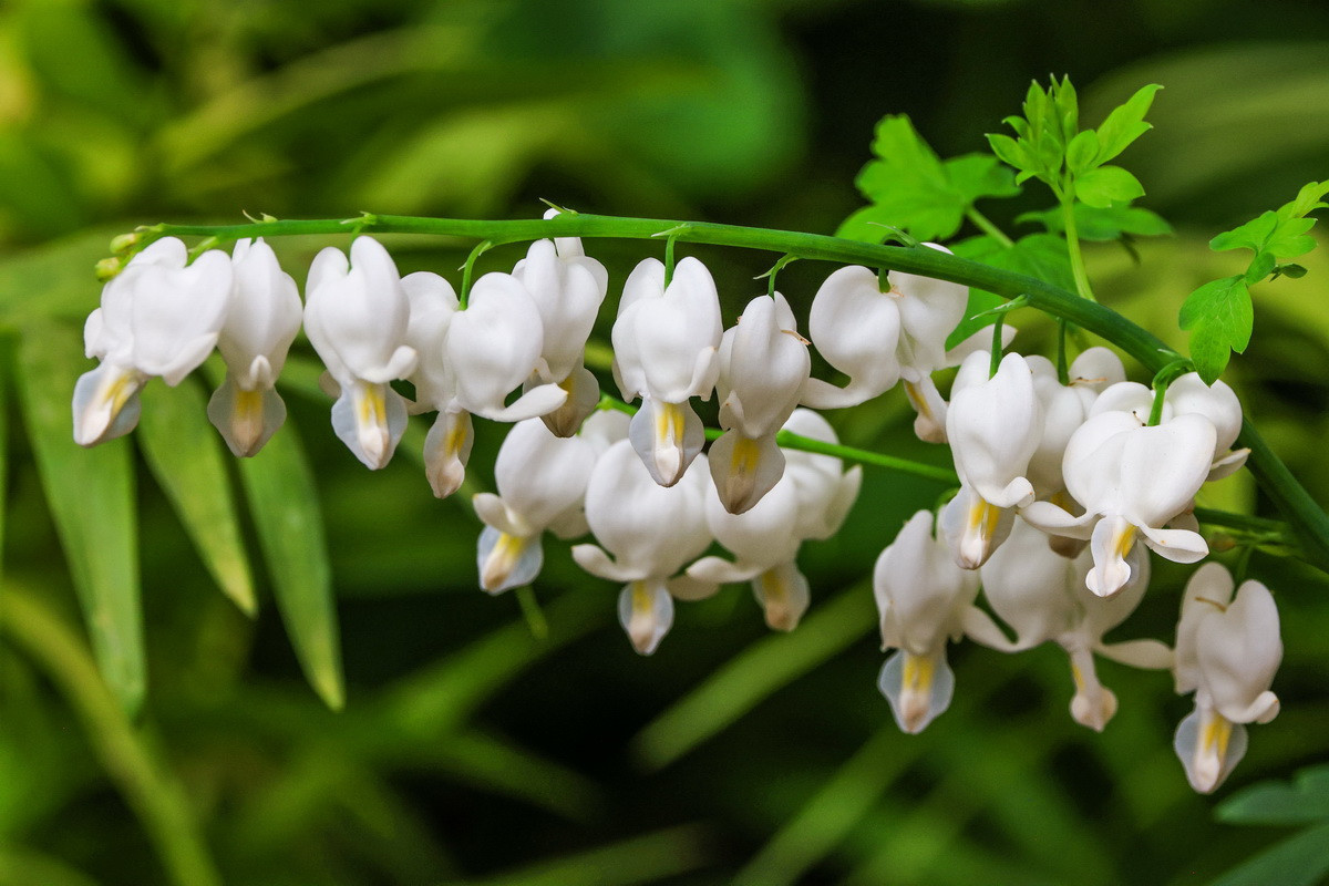 小巧可愛的荷包牡丹有粉色白色系。(杉林溪園區提供)