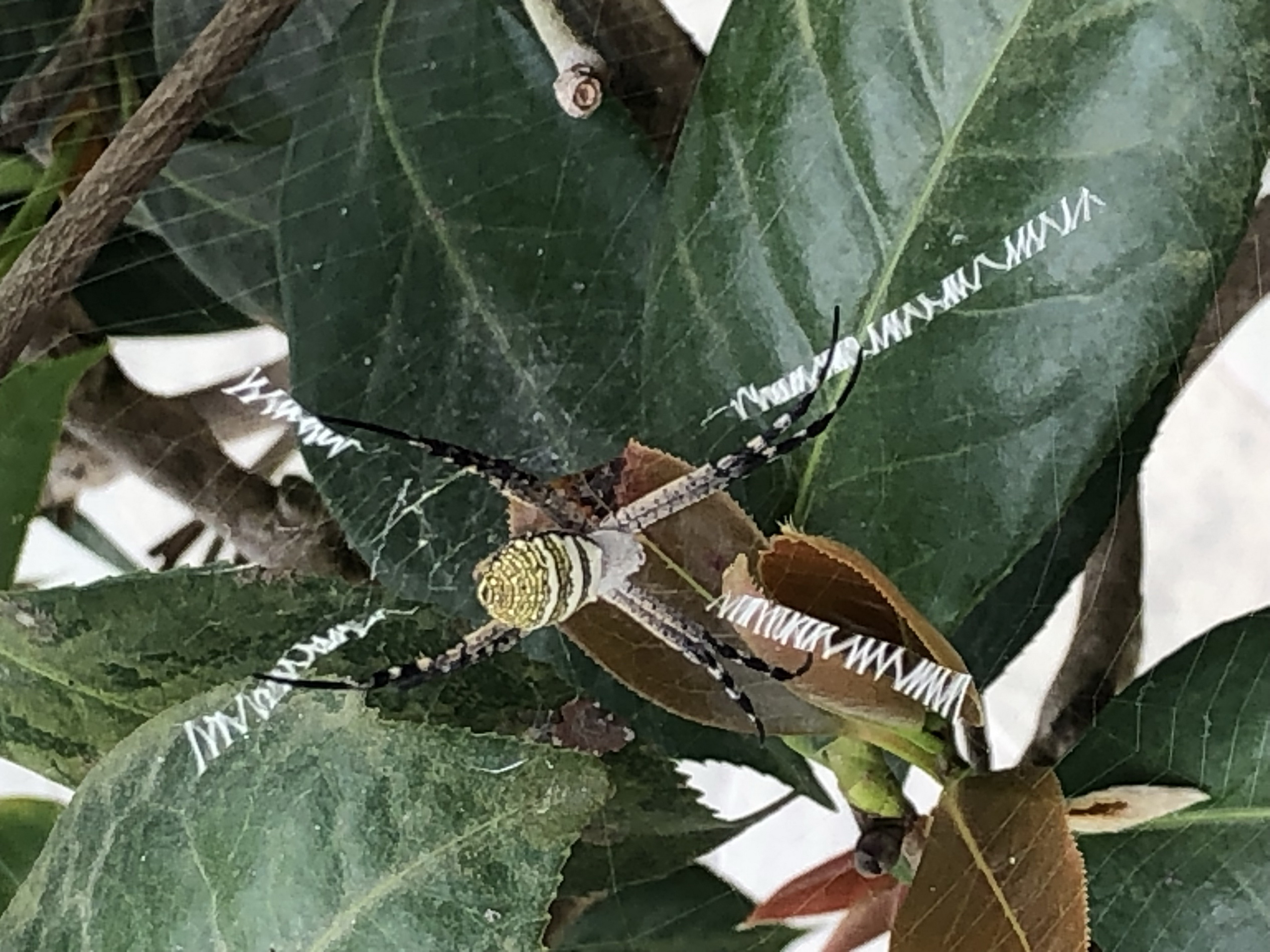 ▲觀世音菩薩誕辰，社頭鄉清水岩寺有信徒發現寺前茶樹上蜘蛛網有英文字母圖樣，信徒說，該不會來祝壽吧。（記者張溎壕攝）