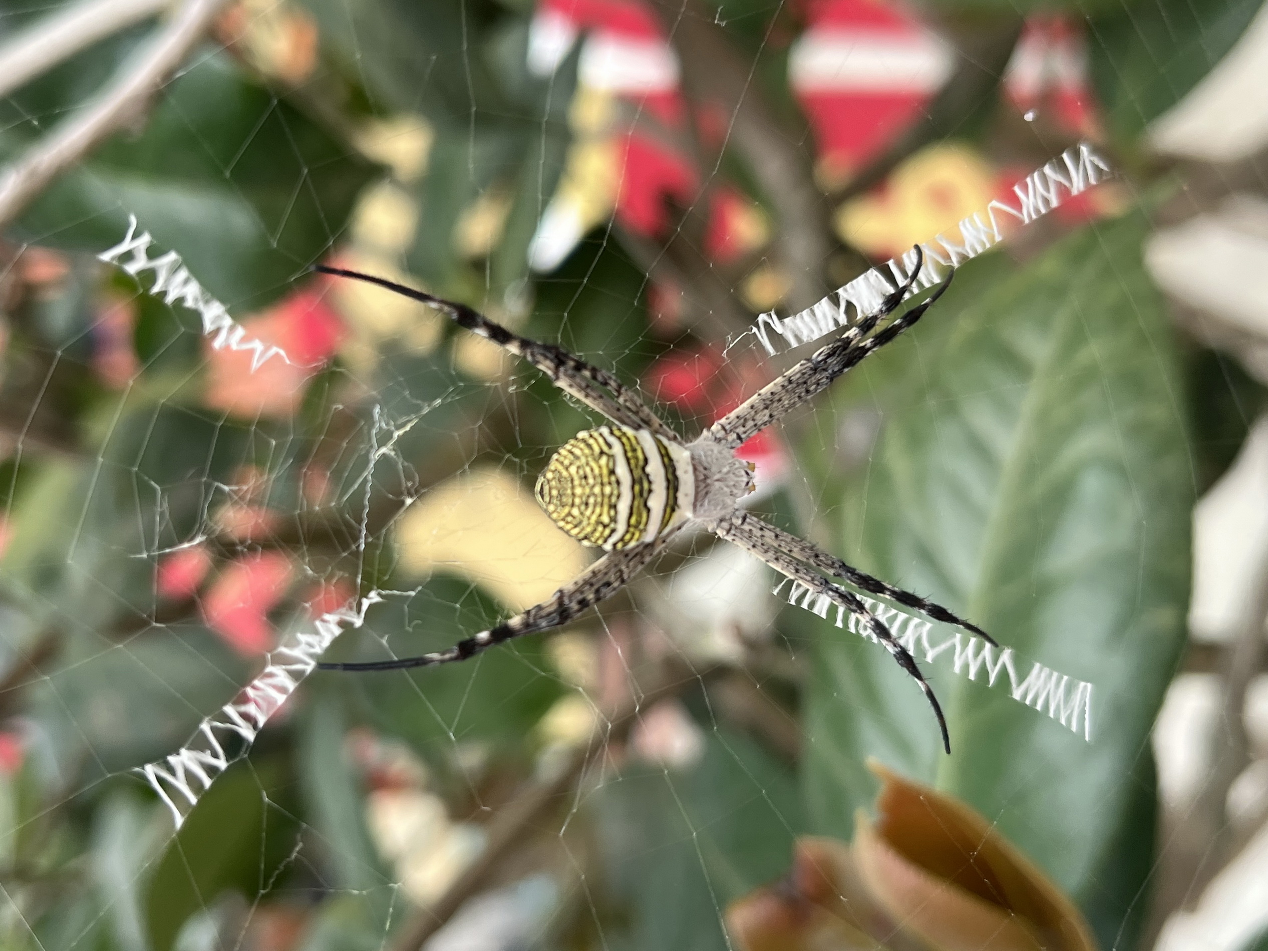 ▲觀世音菩薩誕辰，社頭鄉清水岩寺有信徒發現寺前茶樹上蜘蛛網有英文字母圖樣，信徒說，該不會來祝壽吧。（記者張溎壕攝）