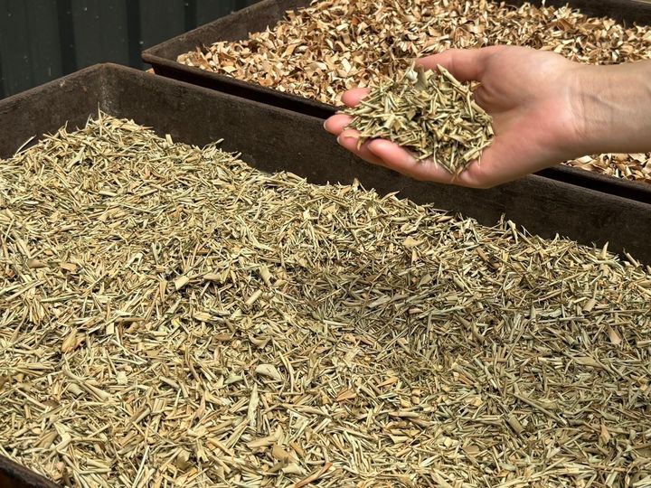 「新竹走走」循味之旅 探訪香草的尖石紀行搶先飄香