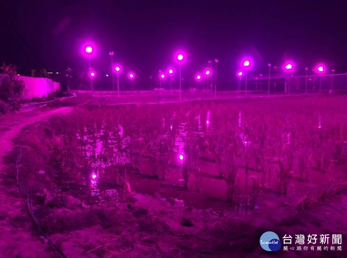 暨大科技學院所研發的LED筊白筍燈,協助農民成功節能,降低光害。(圖/暨大提供)