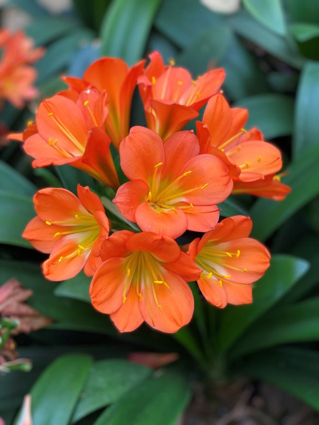 球根花4.jpg