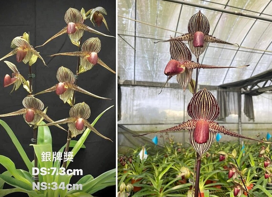 迎接春日芬芳!第26屆台灣蘭花節4月3日盛大開幕