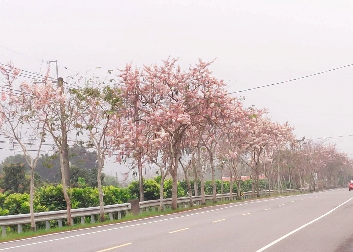 浪漫花旗木 六龜台27甲兩側粉紅泡泡飛滿天
