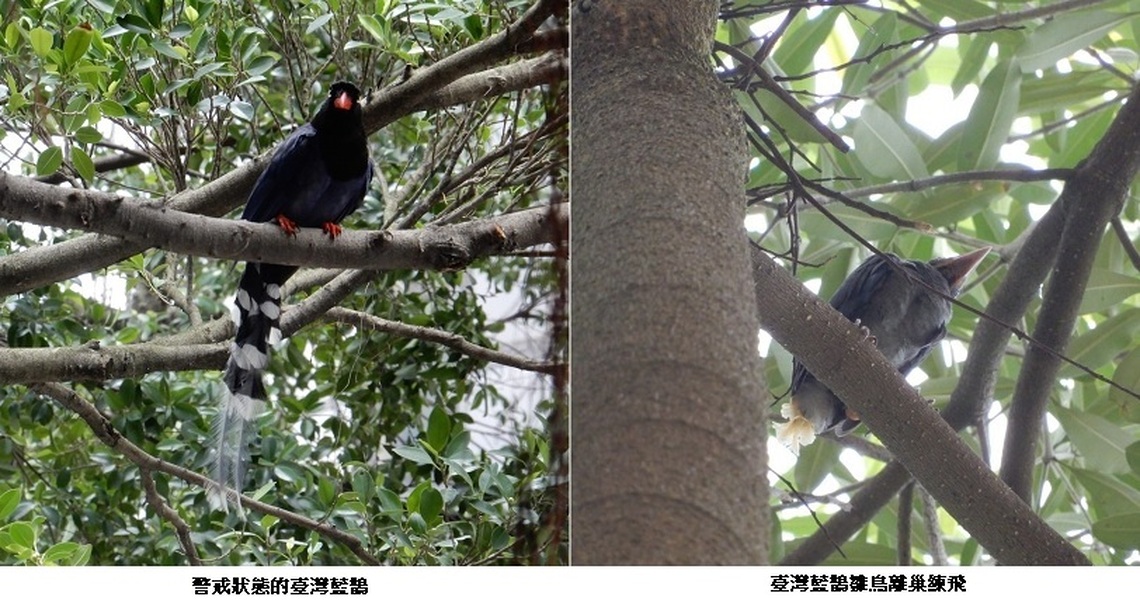臺灣藍鵲育雛季開始!北市動保處提醒勿干擾及撿拾雛、幼鳥!