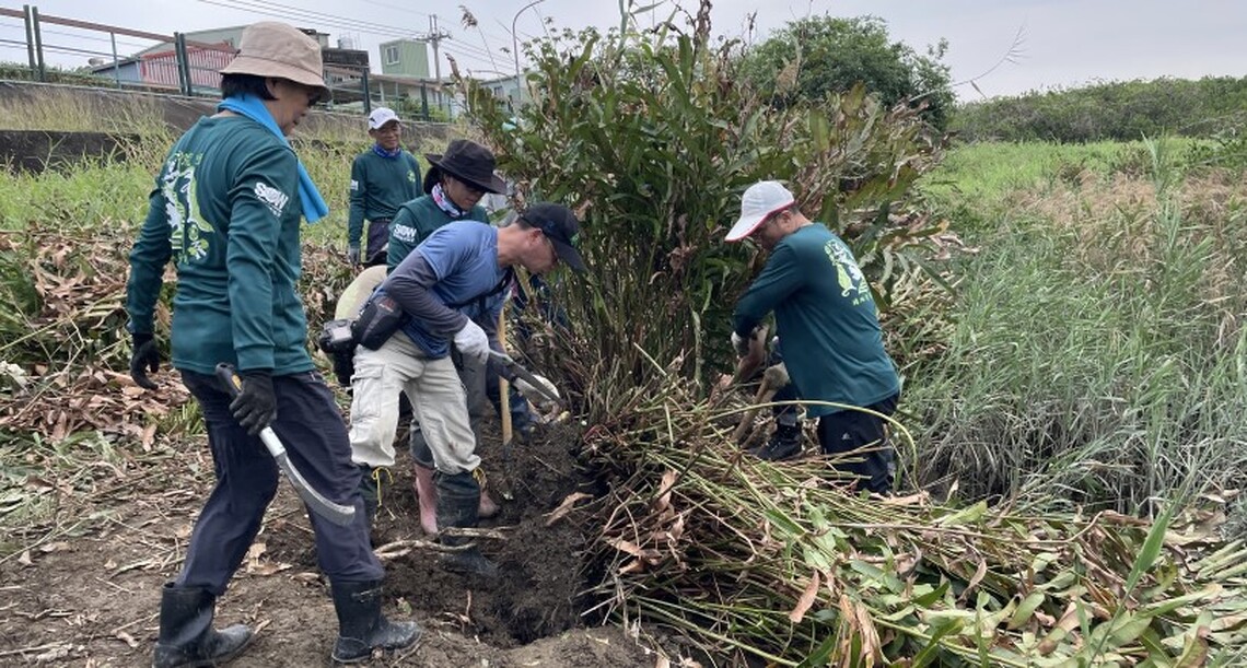 珍貴鹵蕨重返五股濕地 環境保育再加分