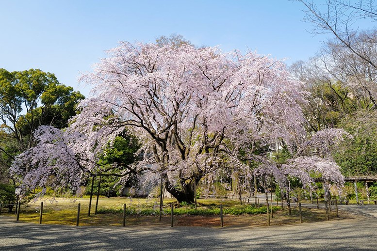 東京都六義園的一本櫻,盛開時粉色的花瓣垂掛而下,形成了美麗的風景。 圖:Recruit Co., Ltd./提供