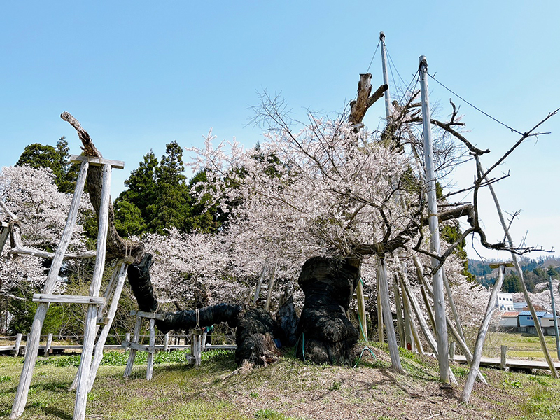 日本Jalan發表網友最愛「一本櫻」排行榜