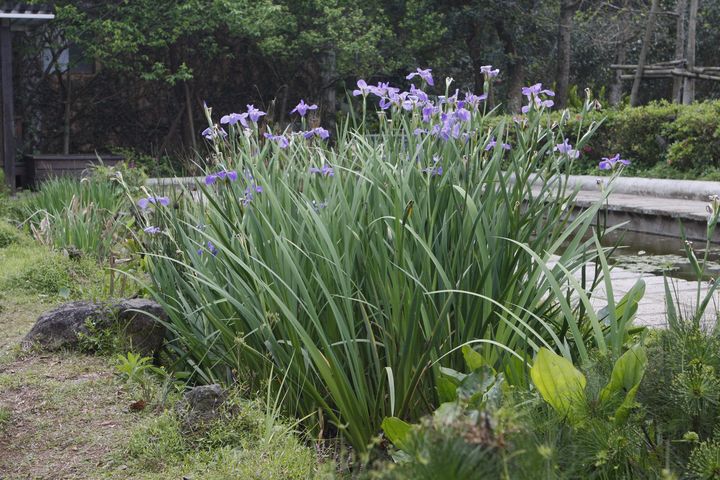 稍縱即逝的花顏 人間4月天「球根花卉」浪漫綻放