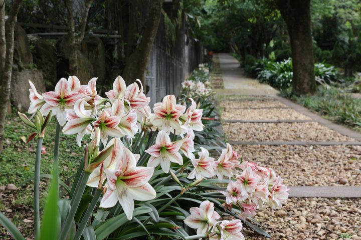 稍縱即逝的花顏 人間4月天「球根花卉」浪漫綻放