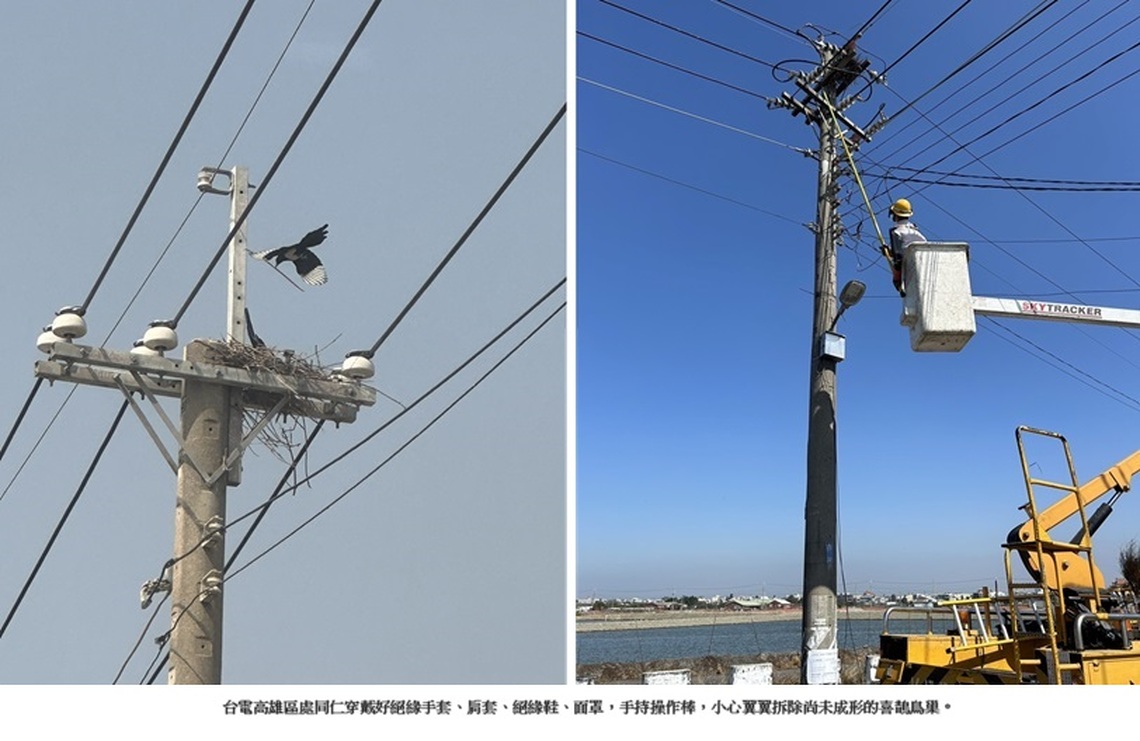 不讓喜鵲在危險的地方蓋房!台電同支電桿未成形鳥巢4個月清41次