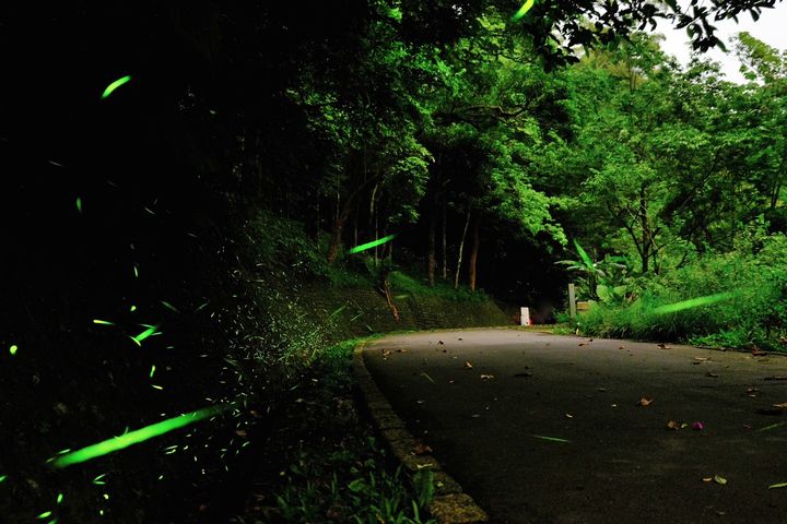 北橫賞螢季即將開跑！邀您共賞螢光點點的夜晚