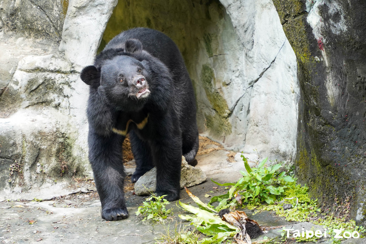 （圖／臺北市立動物園提供）
