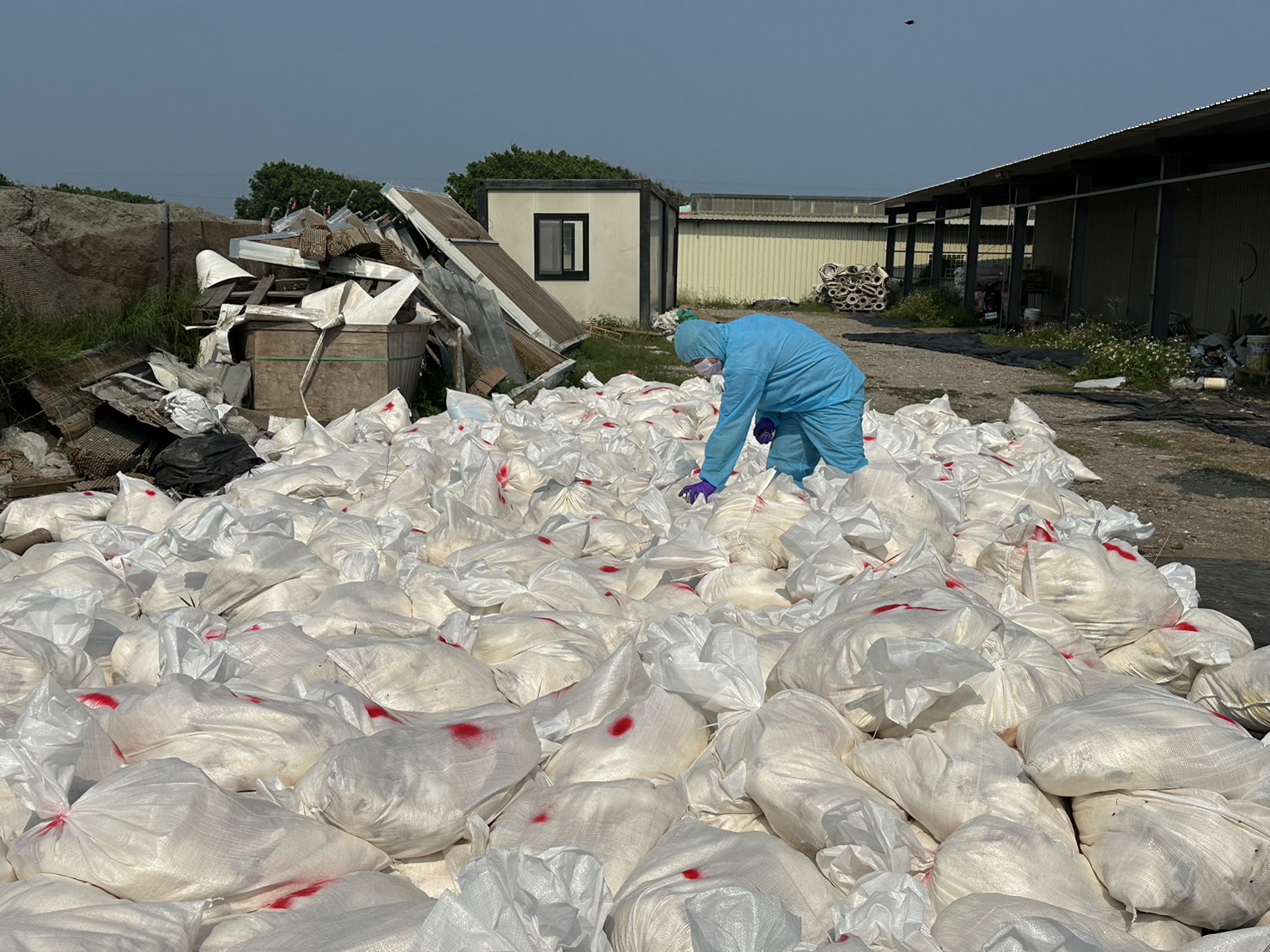 ▲彰化縣芳苑鄉一家蛋雞場爆發H5N1亞型高病原性禽流感疫情，彰化縣動物防疫所派員到蛋雞場進行撲殺清場及消毒工作。（記者張溎壕翻攝）