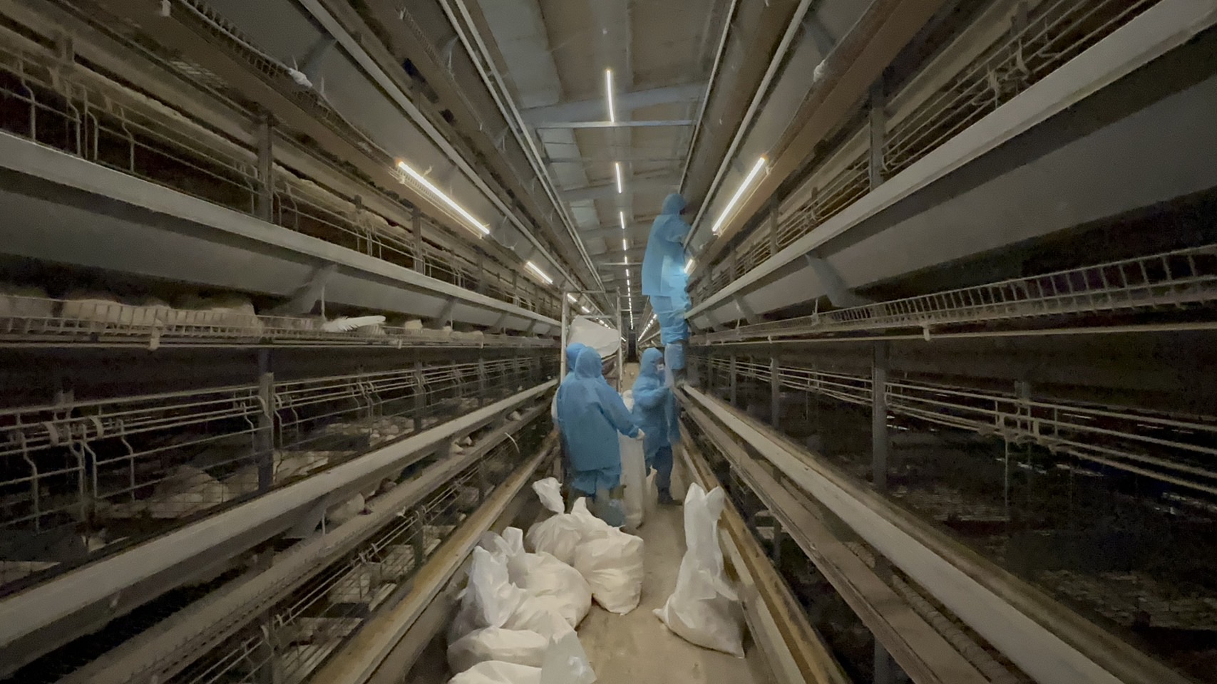 ▲彰化縣芳苑鄉一家蛋雞場爆發H5N1亞型高病原性禽流感疫情，彰化縣動物防疫所派員到蛋雞場進行撲殺清場及消毒工作。（記者張溎壕翻攝）