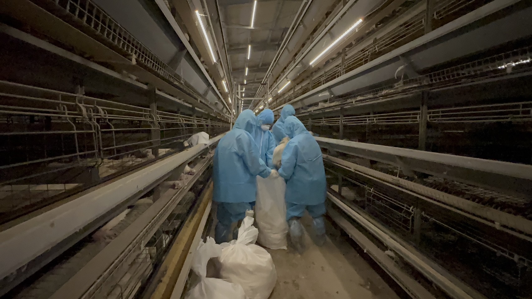 ▲彰化縣芳苑鄉一家蛋雞場爆發H5N1亞型高病原性禽流感疫情，彰化縣動物防疫所派員到蛋雞場進行撲殺清場及消毒工作。（記者張溎壕翻攝）
