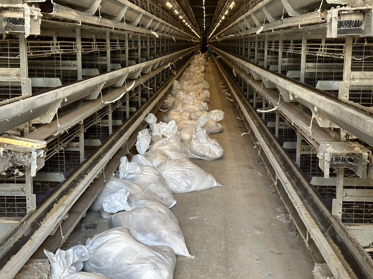 ▲彰化縣芳苑鄉一家蛋雞場爆發H5N1亞型高病原性禽流感疫情，彰化縣動物防疫所派員到蛋雞場進行撲殺清場及消毒工作。（記者張溎壕翻攝）